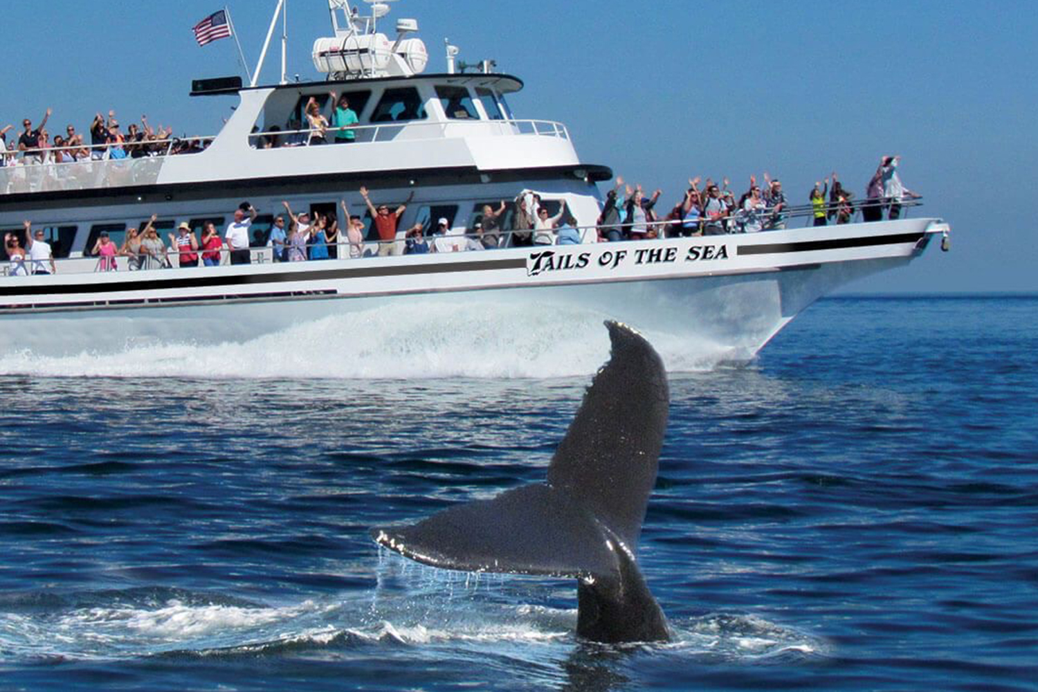 whale watching and seal tours cape cod on LEO edit.