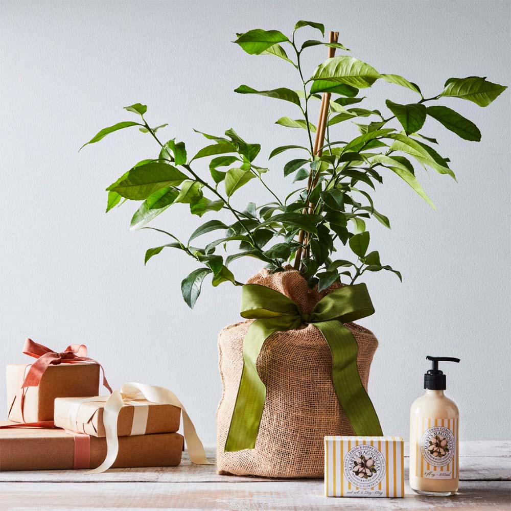 the magnolia company lemon tree gift set on LEO edit