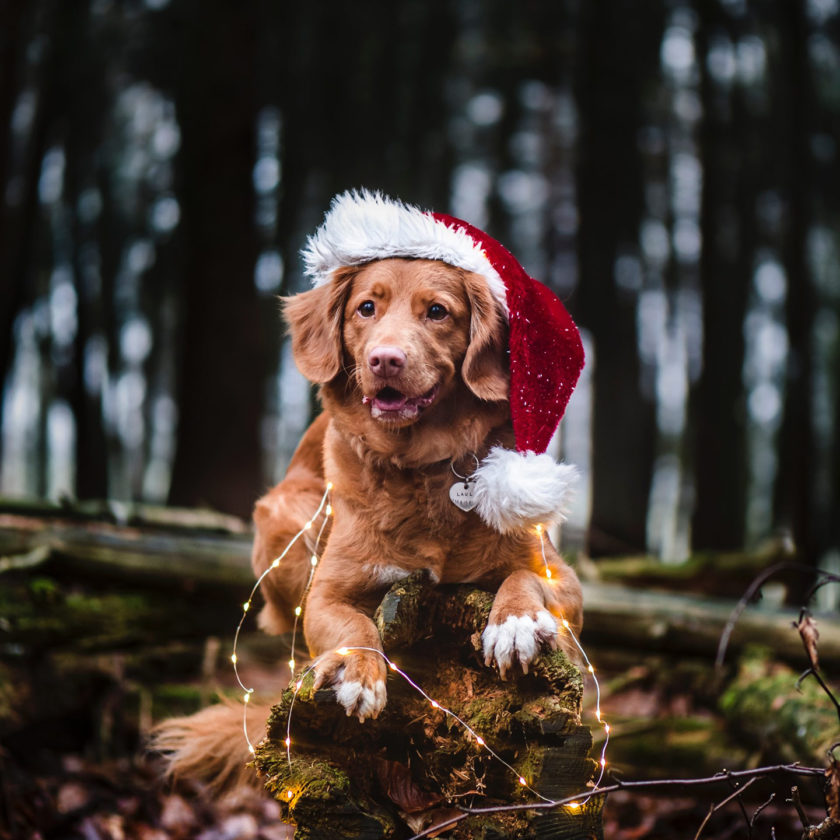 <span> The Gift Guide </span> for Dog Lovers
