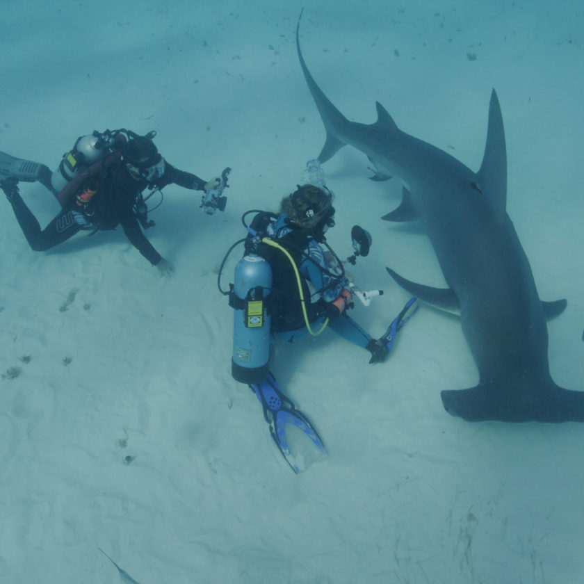 Not Your Typical Gig: <span> A Marine Biologist </span> Talks Sharks